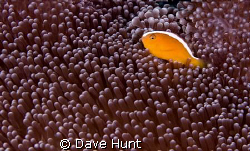 YAA - yet another anemonefish.  But I love the texture of... by Dave Hunt 